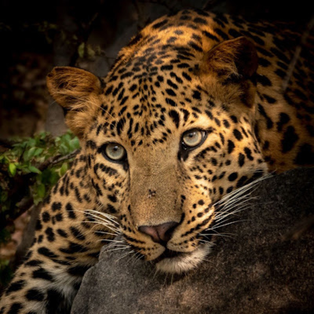 Meet your Posher, Elena